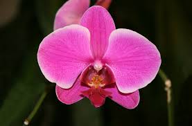 Orchid